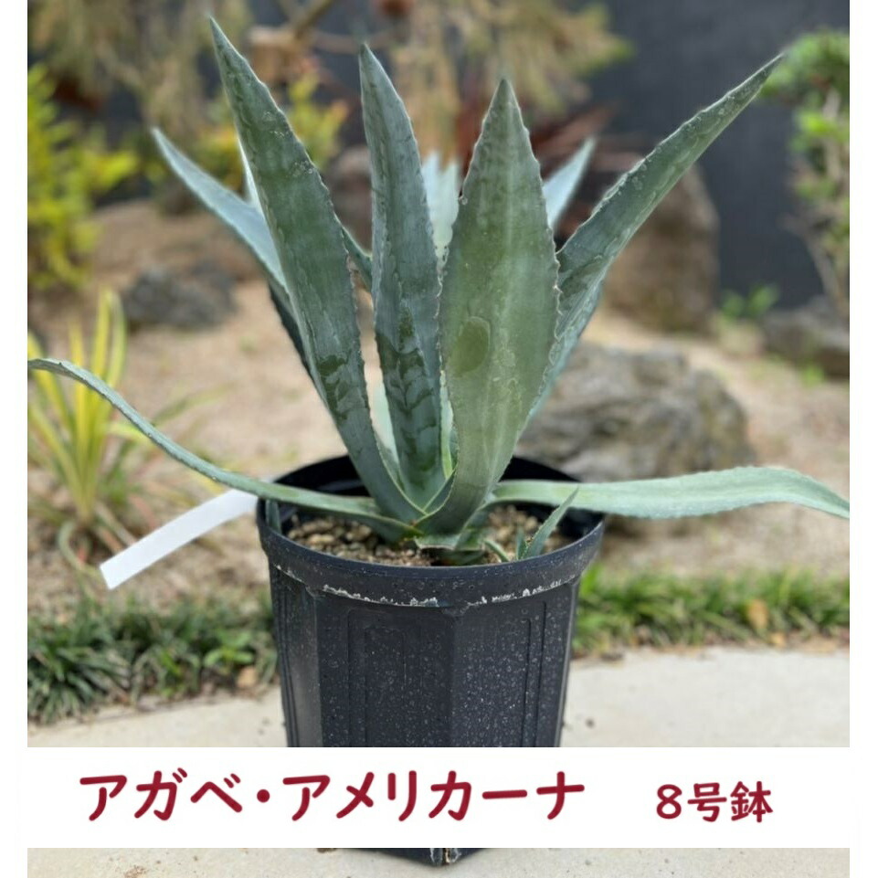 楽天市場】ドライガーデン（種類（植物）アガベ）の通販