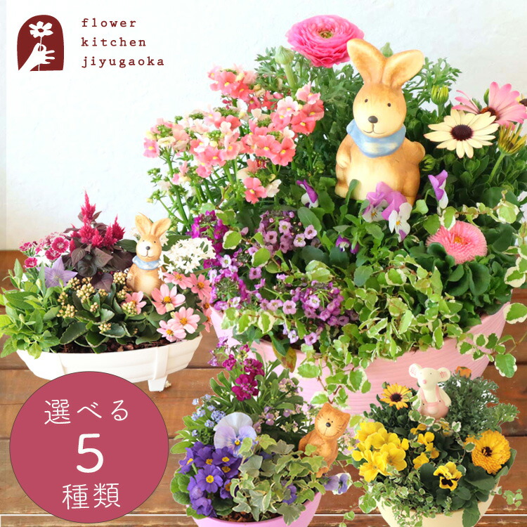楽天市場】季節のお花の寄せ植え 花苗6種 タル型鉢 プランター 寄せ