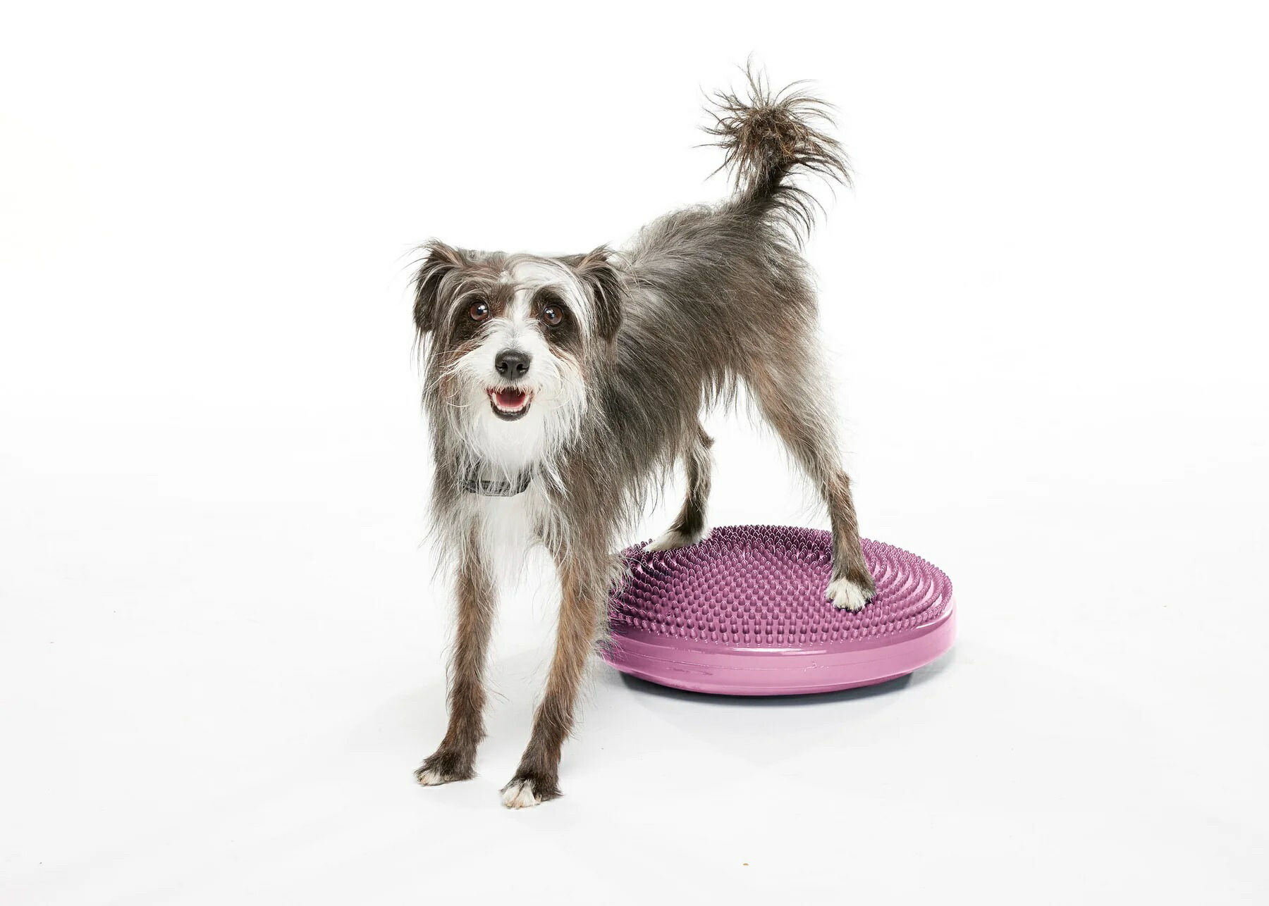 楽天市場】【アメリカFITPAWS】犬用 アジリティグッズ FitPAWS