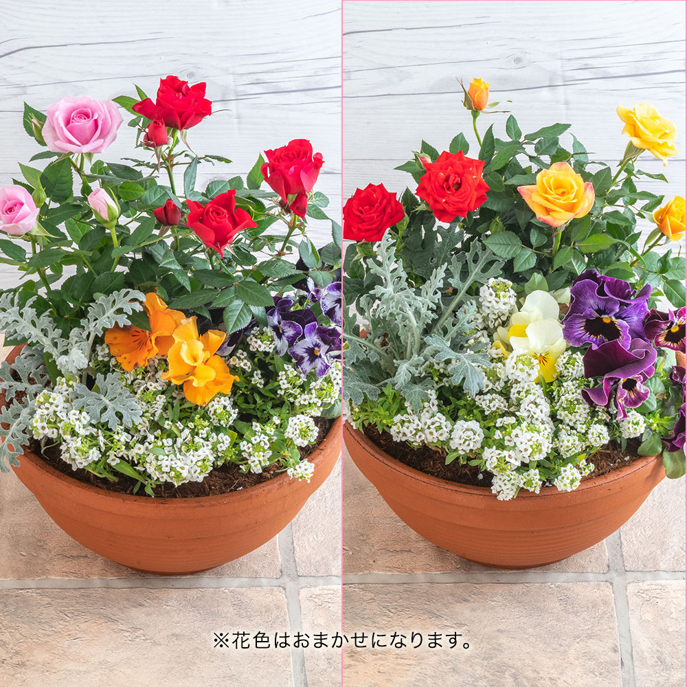 楽天市場】花鉢 ギフト 旬の鉢 季節の寄せ植え 「スプリングナチュラル