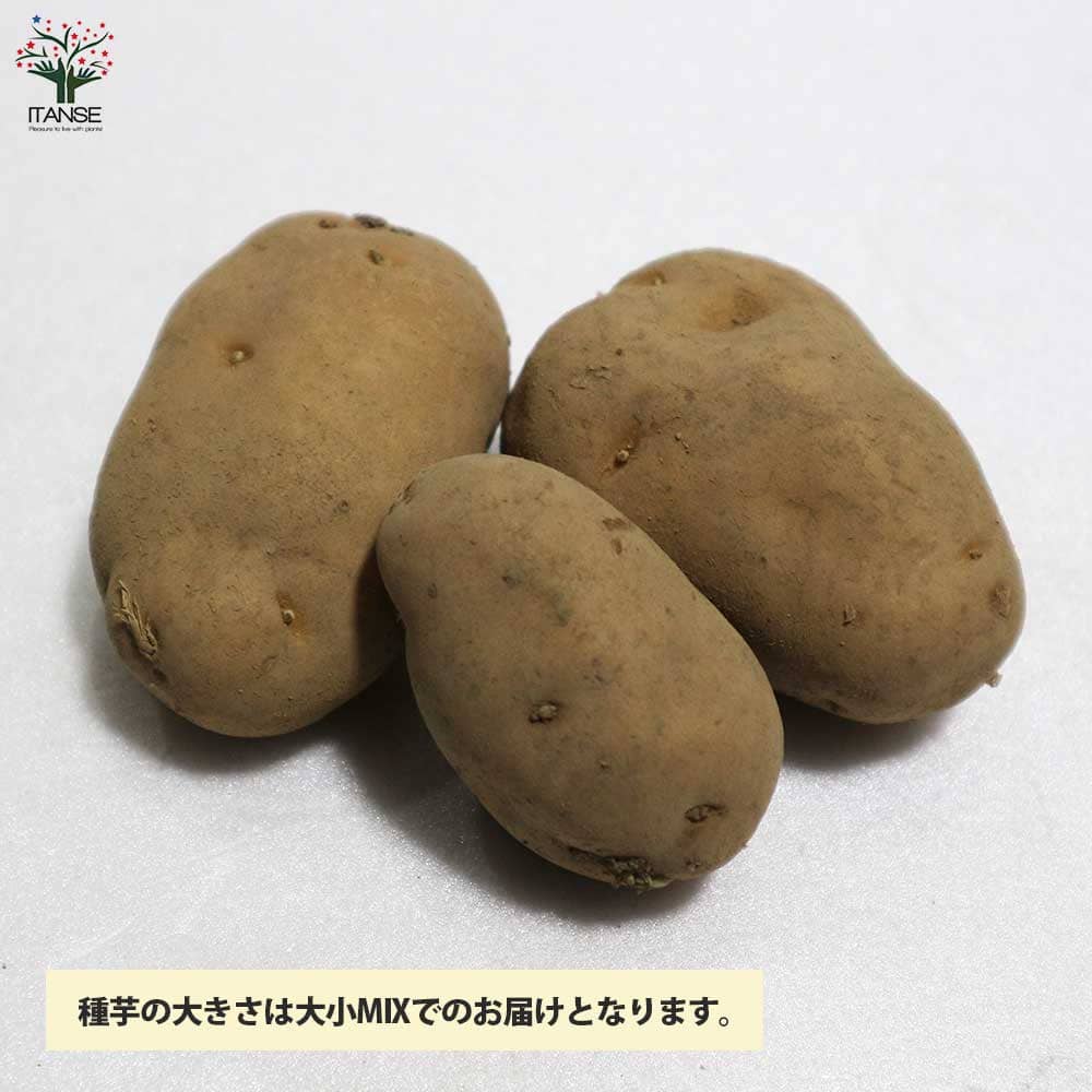 楽天市場】【送料無料】じゃがいもの種芋 品種：インカのめざめ 野菜