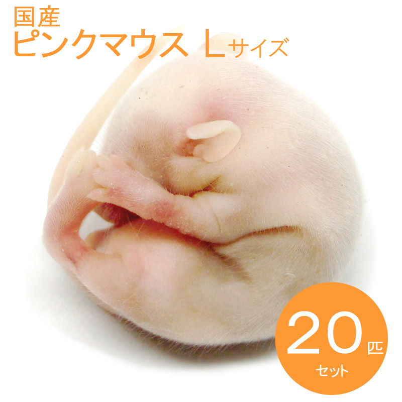 楽天市場】国産冷凍マウス ピンクL 20匹 SAfarm : SAfarm 楽天市場店