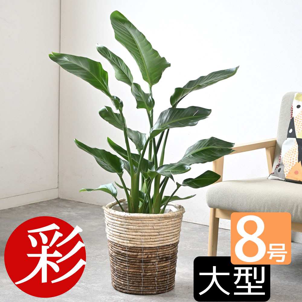 楽天市場】観葉植物 本物 ストレリチア・オーガスタ 8号 選べる鉢
