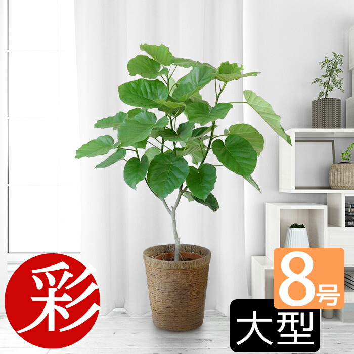 楽天市場】【土日限定ポイント2倍】ウンベラータ 8号鉢 観葉植物 本物