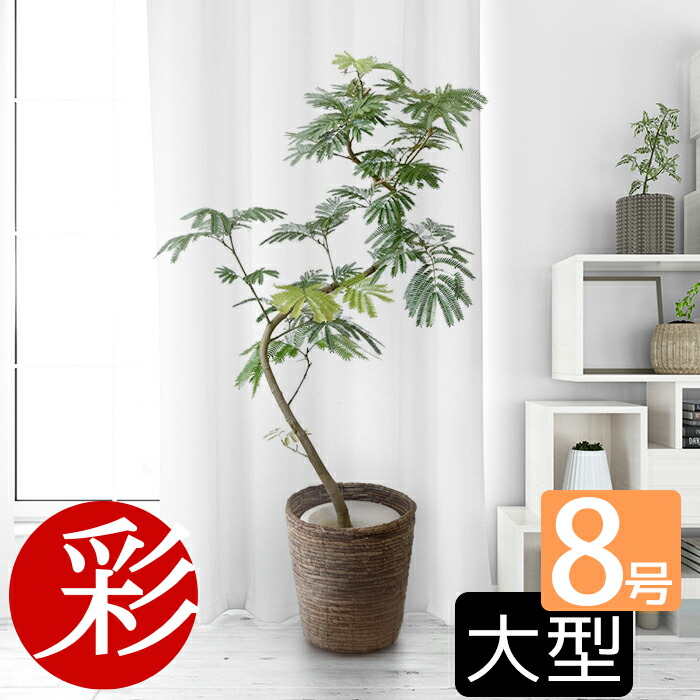 楽天市場】観葉植物 エバーフレッシュ 8号鉢 大型 本物 インテリア