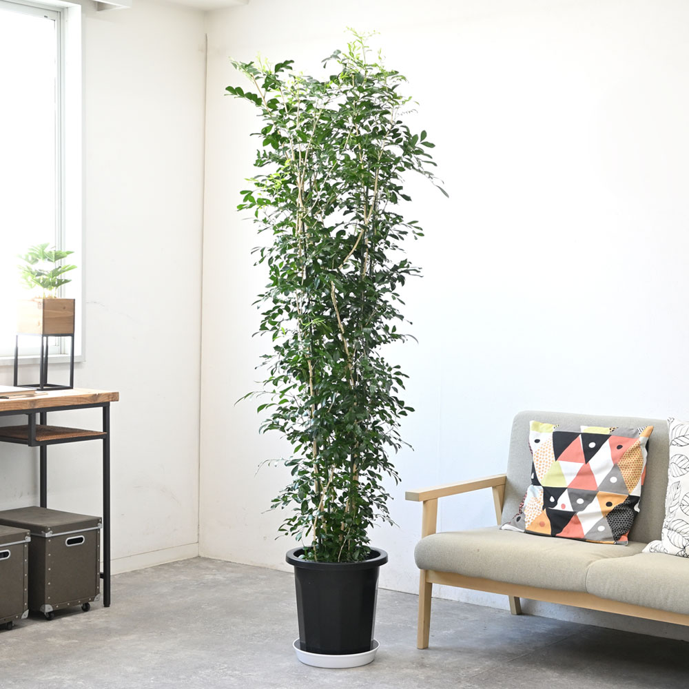 楽天市場】【3/31まで1,000円引クーポン配布中】観葉植物 シルク