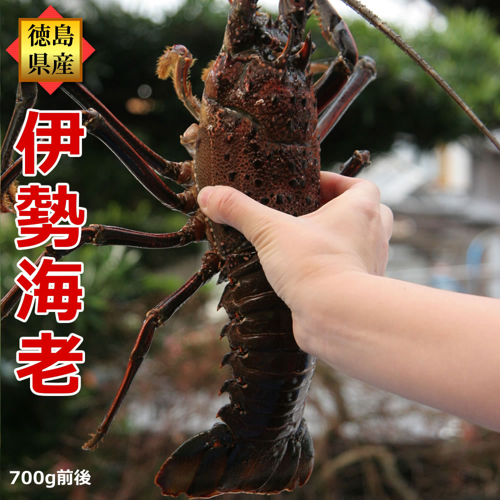 楽天市場】＼本日 お米 プレゼントキャンペーン中！／伊勢海老（約700g