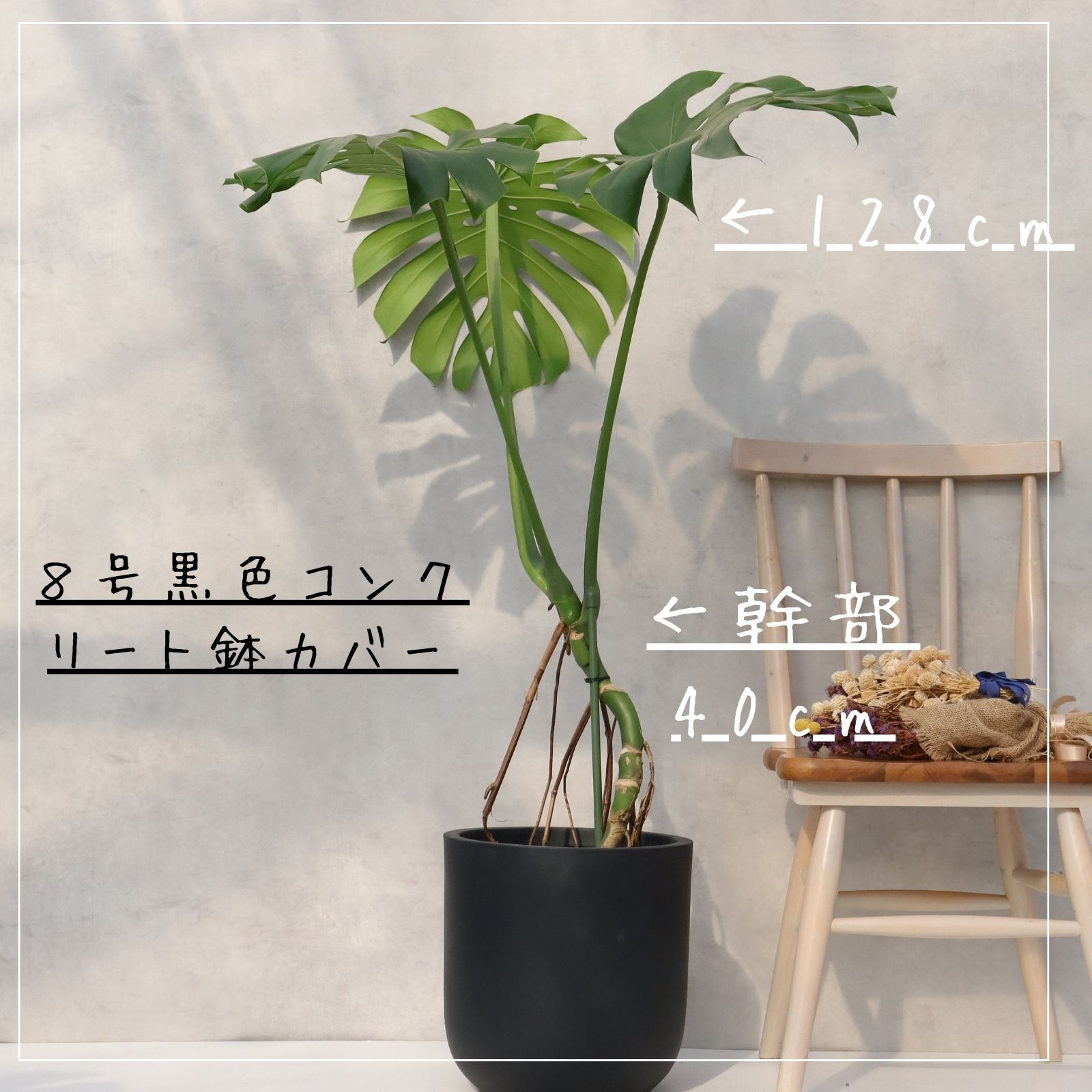 楽天市場】モンステラ 8号 幹立ち モンステラ 観葉植物 モンステラ