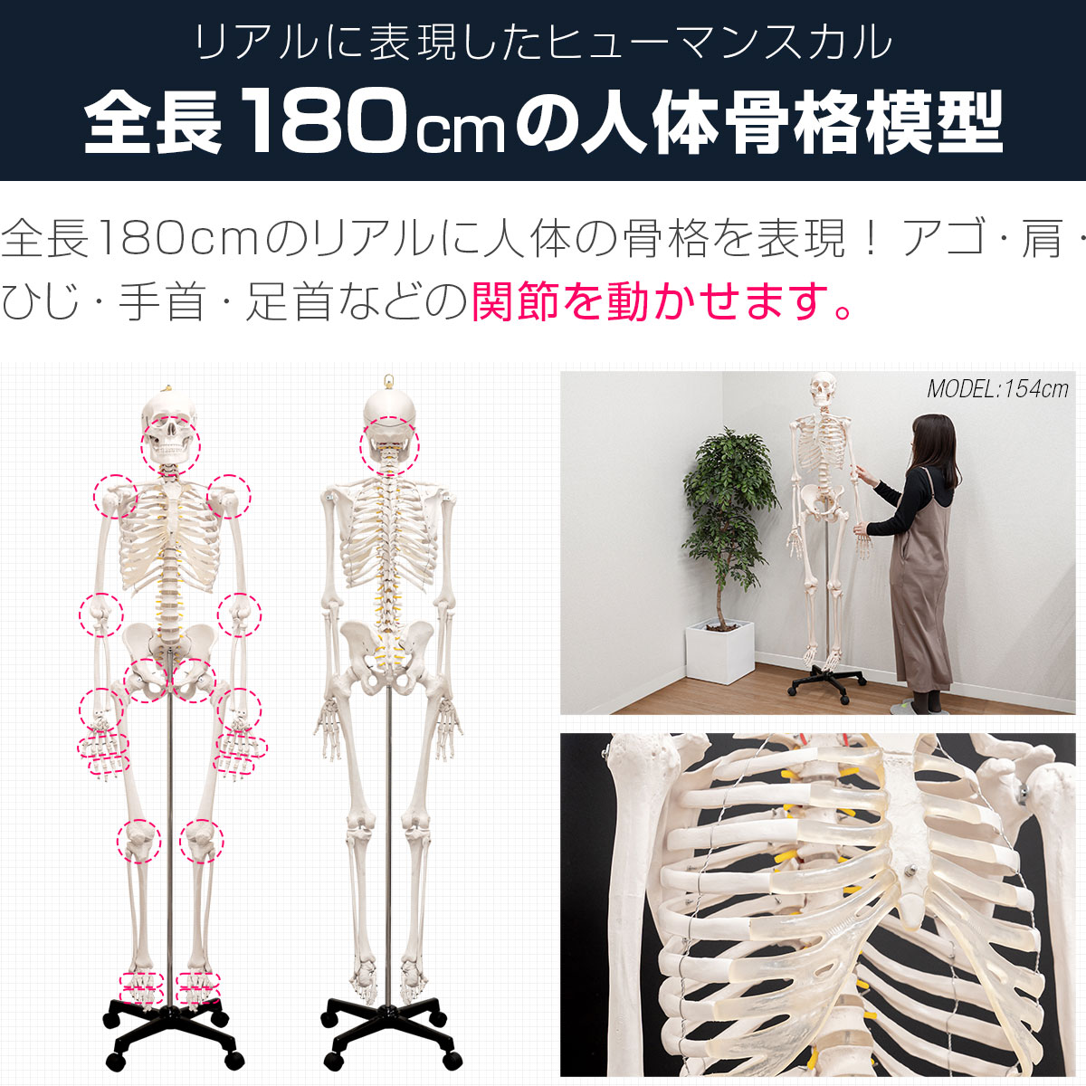 楽天市場】【楽天1位】人体模型 骨格模型 骨 等身大 身長約166cm 展示