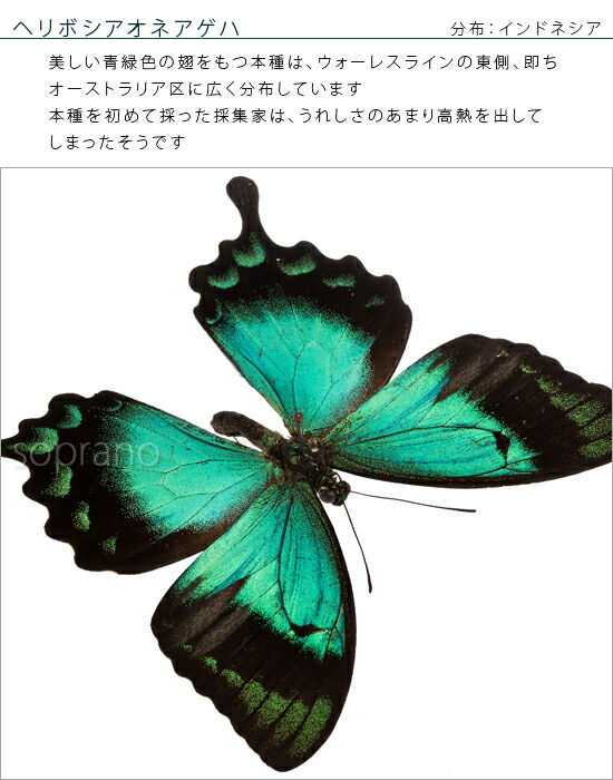 楽天市場】昆虫標本 蝶の標本 ヘリボシアオネアゲハ メタリック調