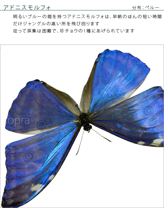蝶の標本 ジャングルを舞う宝石(珍珍) 蝶の標本 熱帯の宝石(特珍