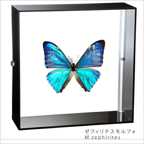 楽天市場】昆虫標本 蝶の標本 ゼフィリテスモルフォ アクリルフレーム