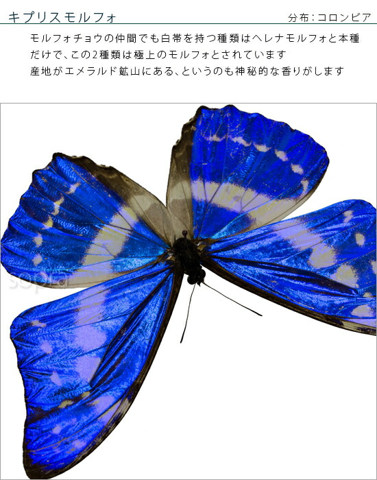サ*ヤ様 キプリスモルフォ蝶 コロンビア 標本 額縁入り サ*ヤ様