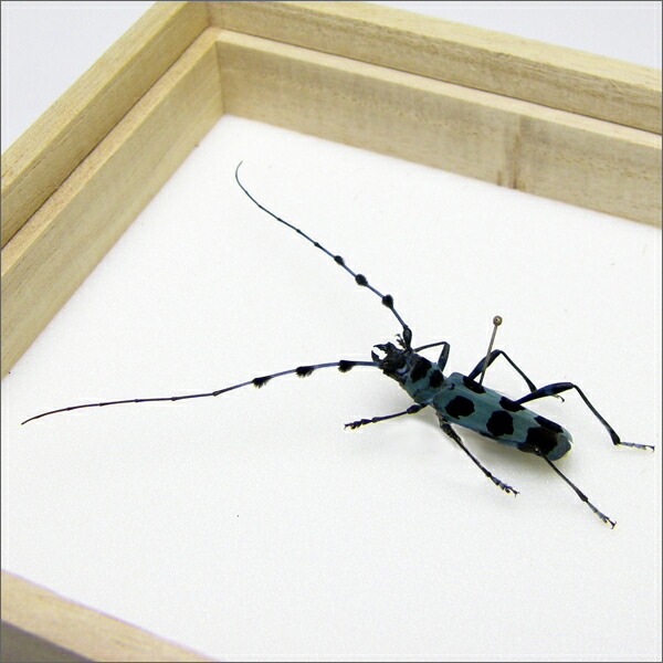 楽天市場】昆虫標本 ルリボシカミキリ 桐箱20.5×15.5cm : ソプラノ