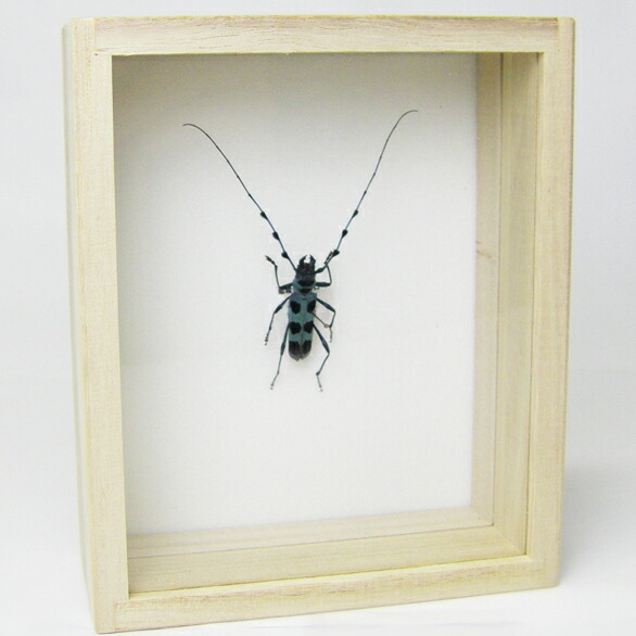 楽天市場】昆虫標本 ルリボシカミキリ 桐箱20.5×15.5cm : ソプラノ