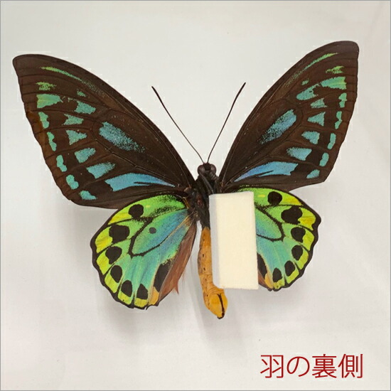 楽天市場】昆虫標本 蝶の標本 アオメガネアゲハ メタリック調ライト
