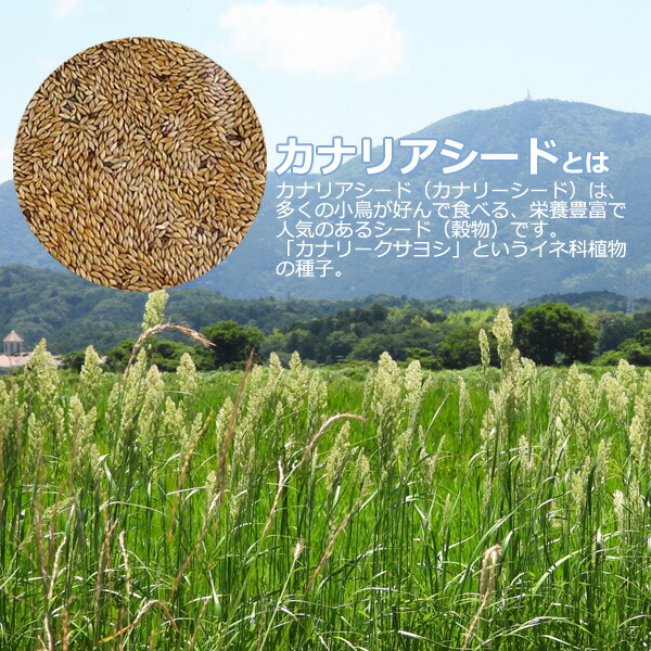 楽天市場】無添加 カナリアシード 500g 小鳥のエサ インコ 文鳥 などに