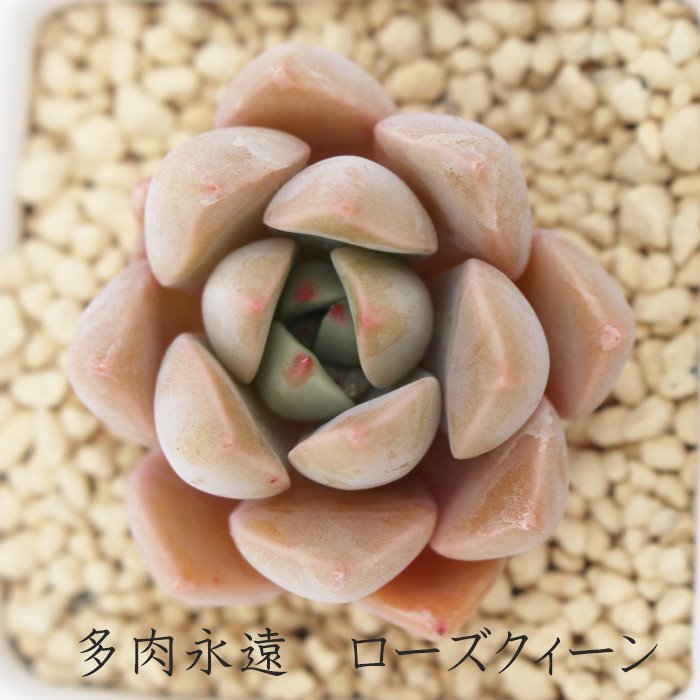 楽天市場】グラプトベリア ローズクィーン 多肉植物 観葉植物