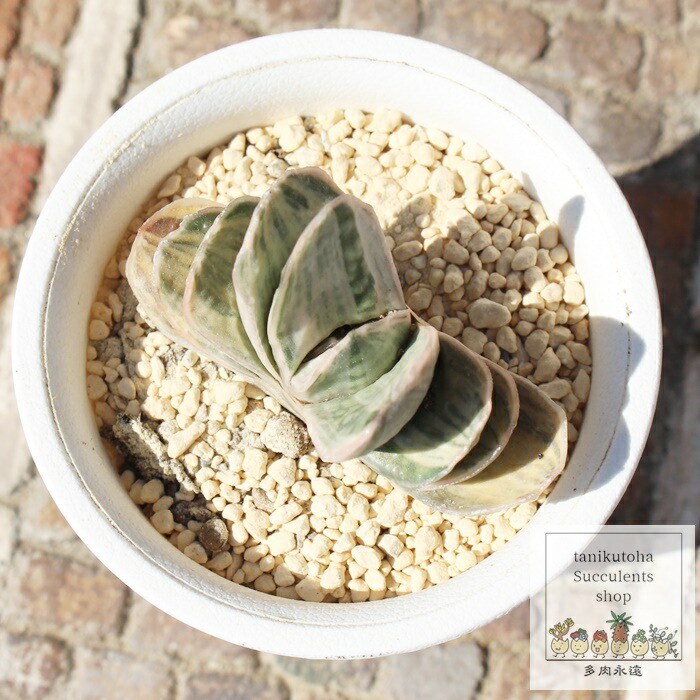 楽天市場】富士錦 ガステリア Mサイズ5.5cmポット Gasteria fuji f