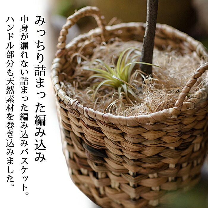 楽天市場】【送料無料】 天然素材編みバスケット サイズ 大/小