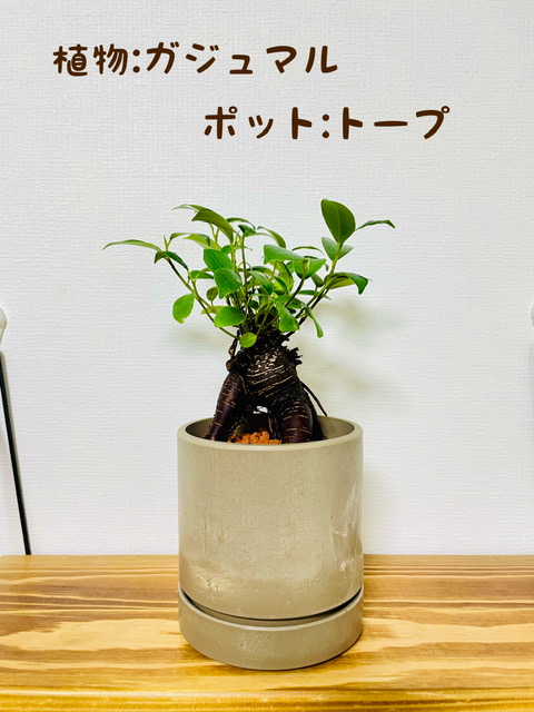 楽天市場】【工房直送！】ハイドロカルチャー 関東送料無料！ 観葉植物