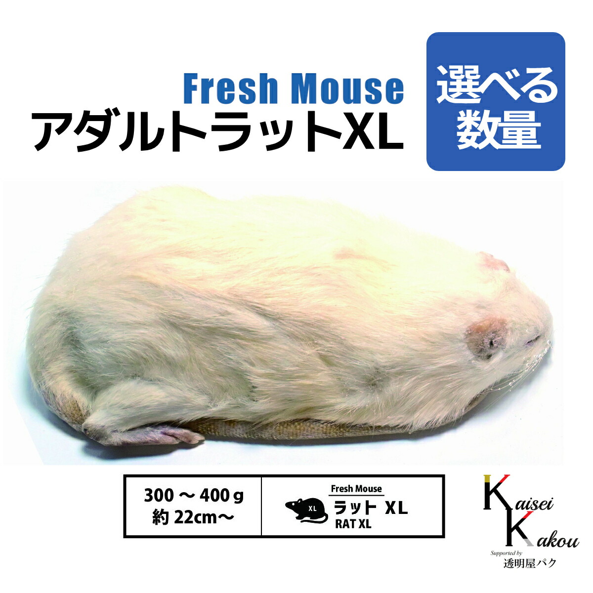 楽天市場】「アダルトラットXL 選べる数量 Biokimia 」 約22cm〜 300