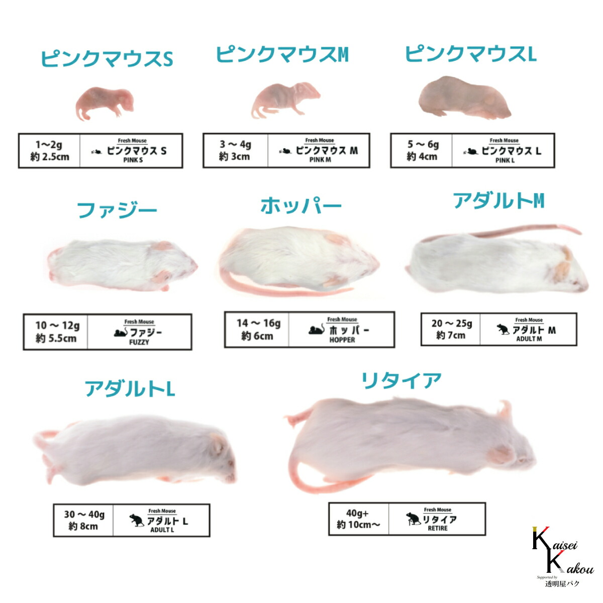 楽天市場】「マウス 80匹 選べる種類 Biokimia 」 冷凍マウス 冷凍