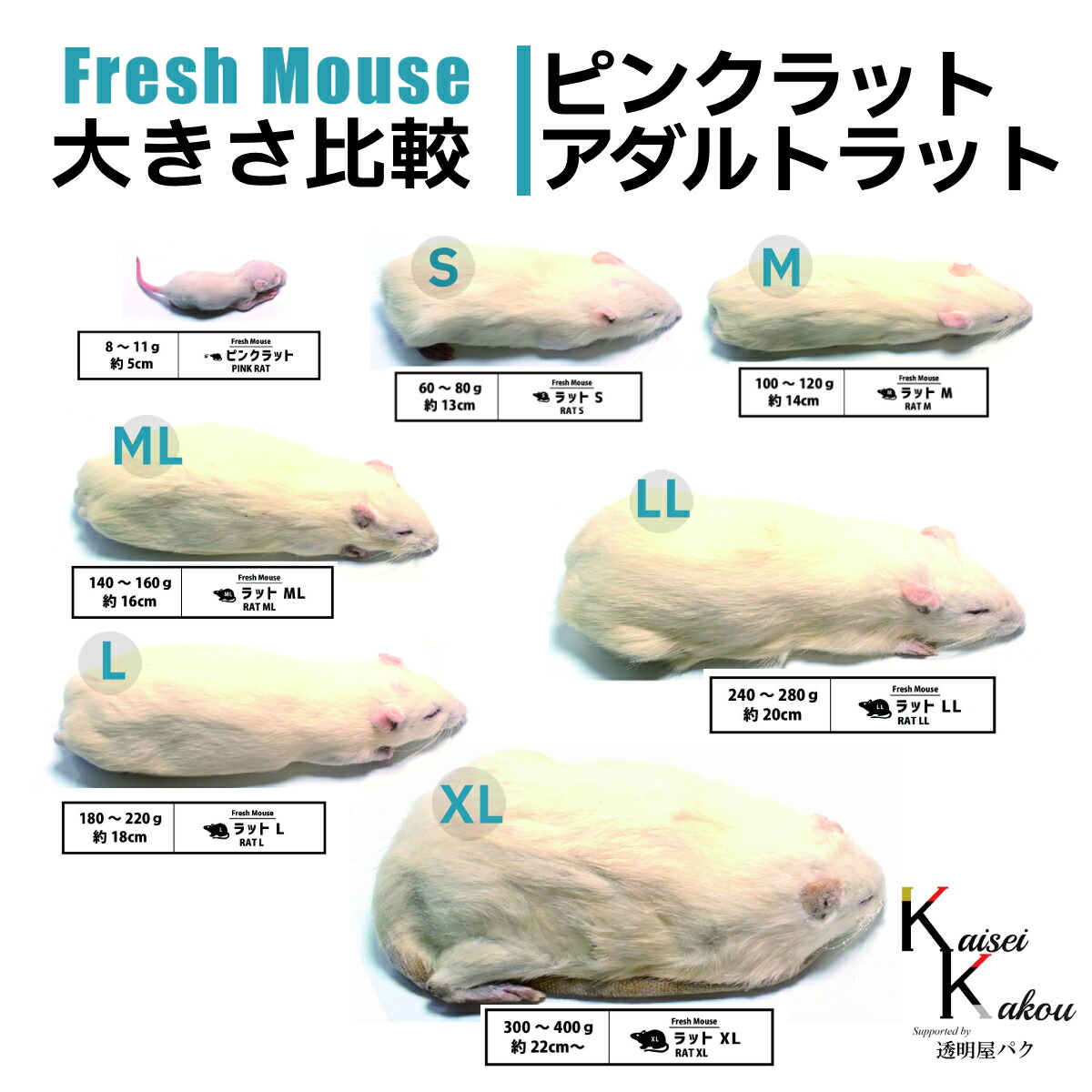 楽天市場】「アダルトラットXL 選べる数量 Biokimia 」 約22cm〜 300