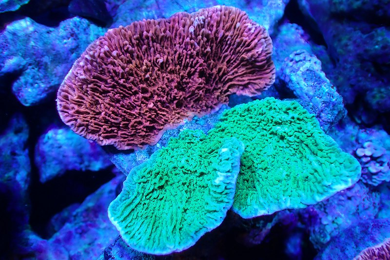 楽天市場】ウスコモンサンゴ（熱帯魚・アクアリウム｜ペット・ペット