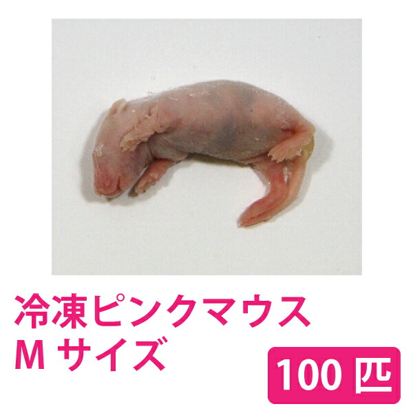 楽天市場】ピンクマウス 100匹の通販