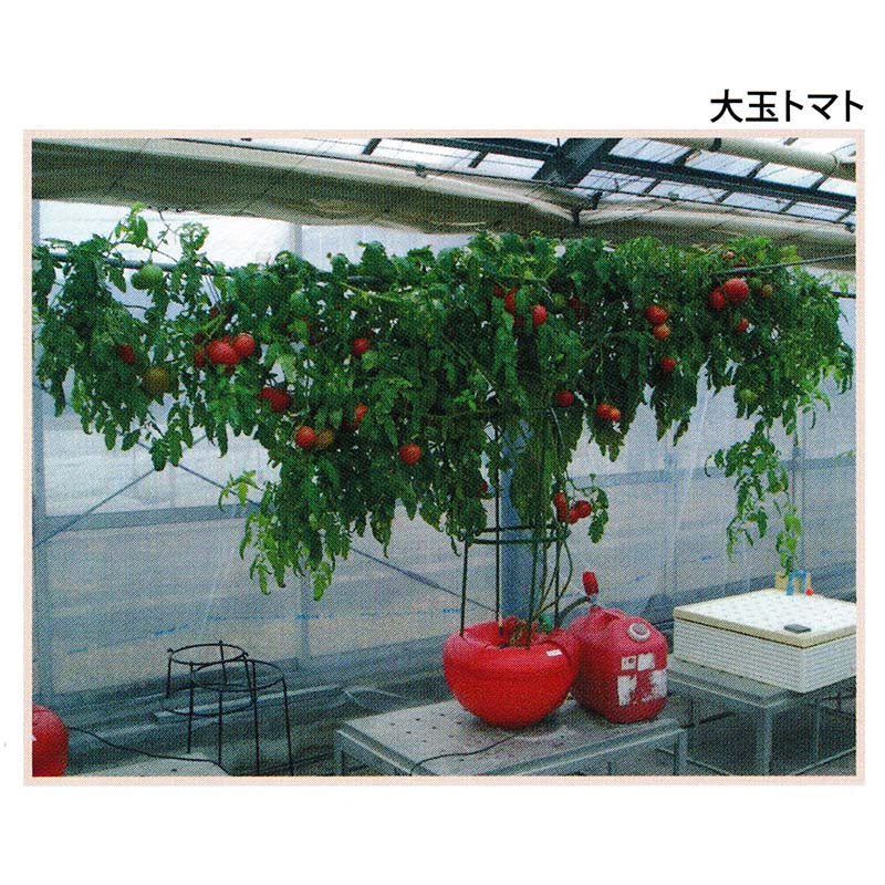 楽天市場】【3/31までエントリーで最大100%Pバック】水耕栽培キット