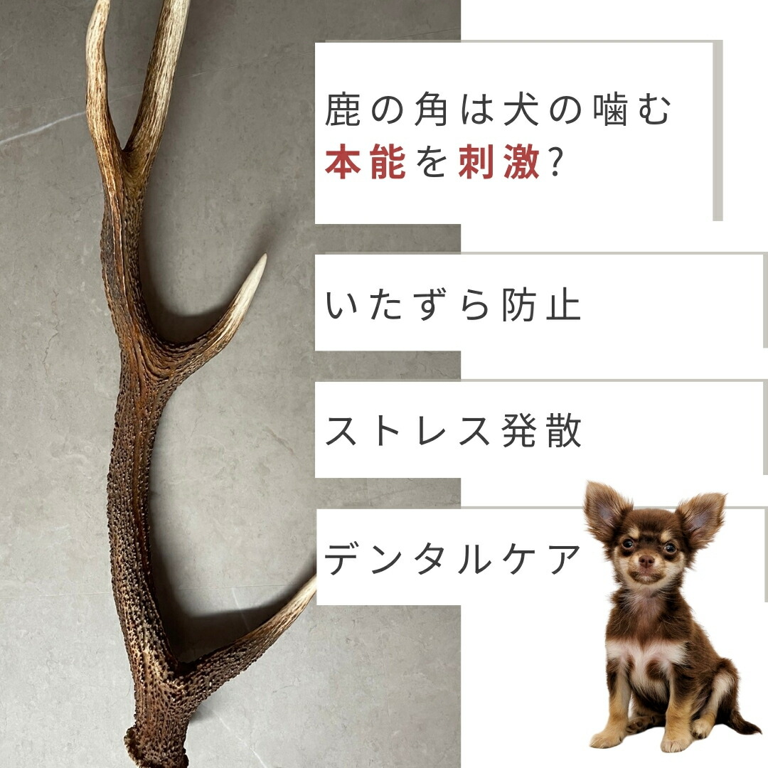 楽天市場】【今期狩猟品】鹿の角 四つ割り 1本 2本 髄 髄液 北海道 犬