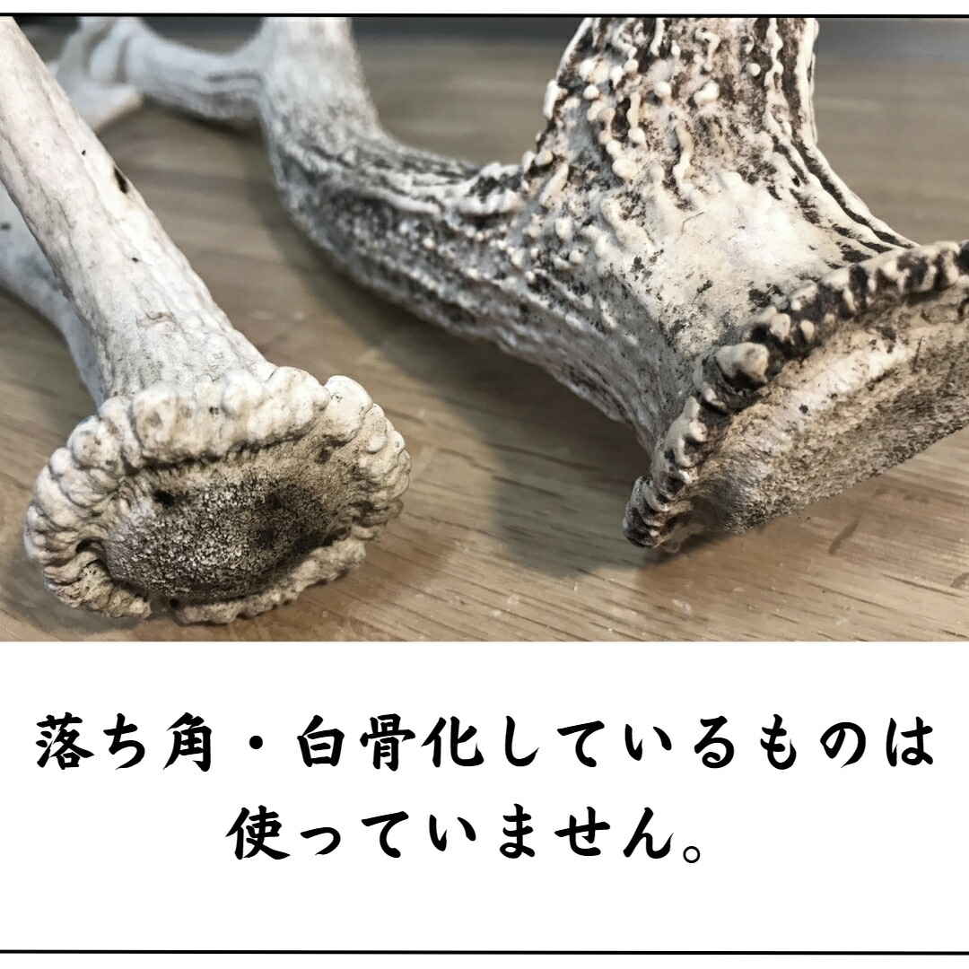 楽天市場】鹿の角 5cm前後を100g分セット アクセサリー用 パーツ