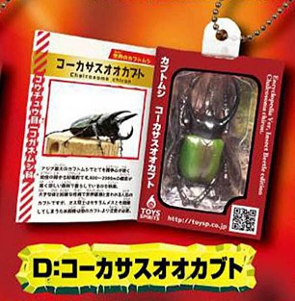 楽天市場】昆虫の標本 ツヤクワガタエレガンス Odontolabis elegans