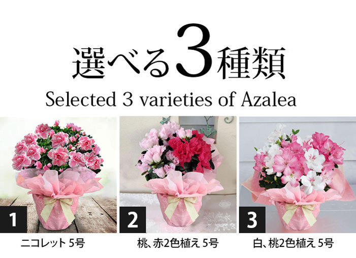 楽天市場】秋 ギフト 花 アザレア 選べる種類 5号 花鉢 ラッピング無料