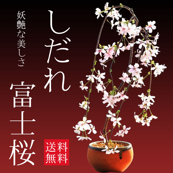 楽天市場】桜盆栽：しだれ富士桜（信楽焼橙鉢） *さくら Sakura bonsai