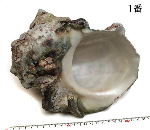 楽天市場】夜光貝 貝殻の通販