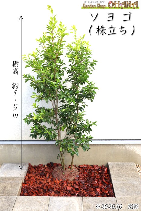 楽天市場】雄 ソヨゴの通販