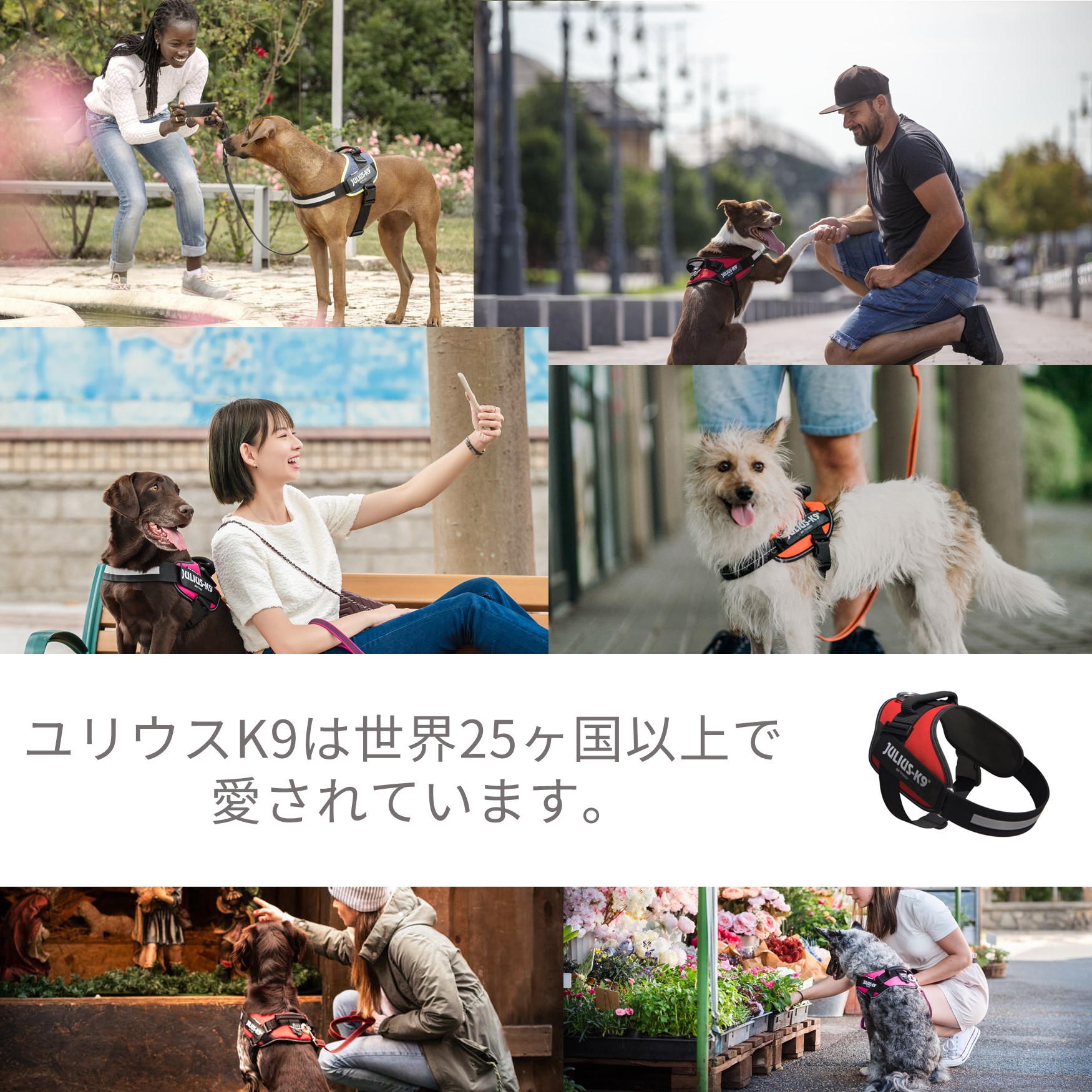 楽天市場】【Julius K9日本総代理店直営店】【送料無料】【Julius-K9