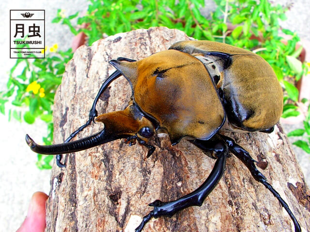 エレファスゾウカブトの飼育に挑戦！立派な成虫を育ててみよう！ | 月虫