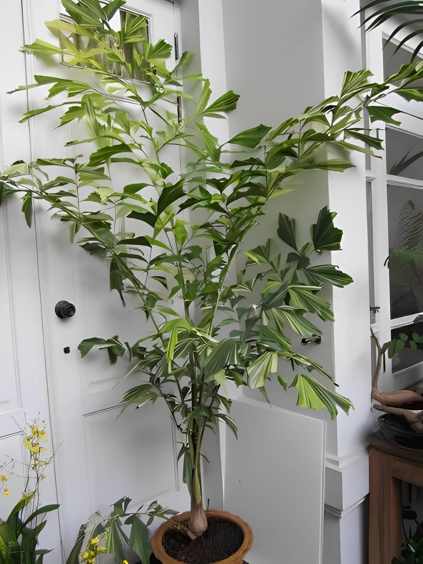Caryota mitis variegata - Tropics @Home