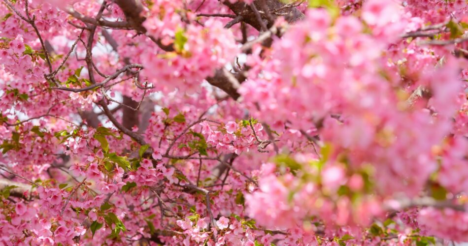 河津桜 – 松田の早咲きの桜 – ミンとの旅
