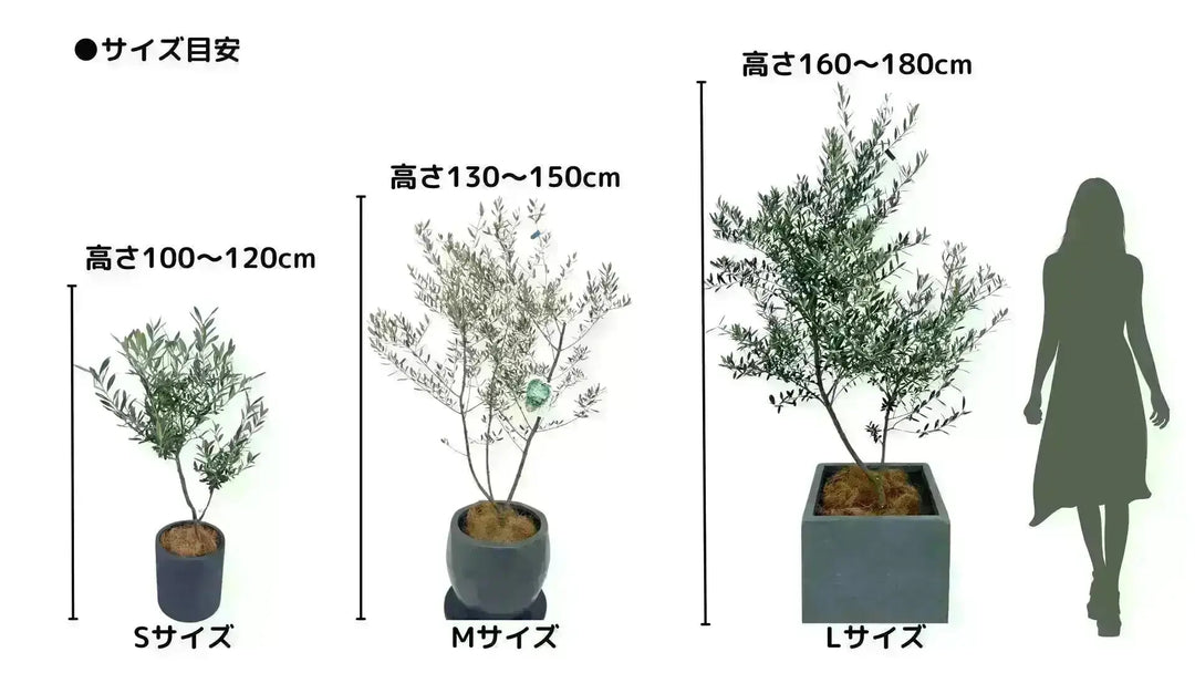 人気・銀葉】ピクアル（オリーブの木）〈自家受粉〉｜約100cm｜Sサイズ