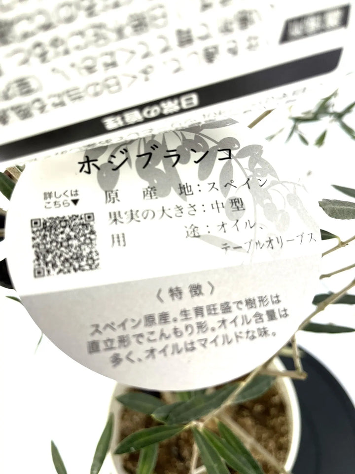 ホジブランコ Lサイズ 約140cm NO.10277 オリーブの木 - 株式会社鶴亀園