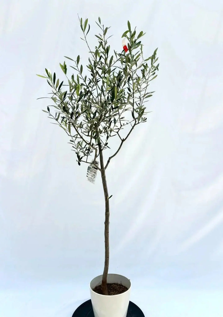 ルッカ Sサイズ 約150cm NO.10515 オリーブの木 人気品種 - 株式会社鶴亀園