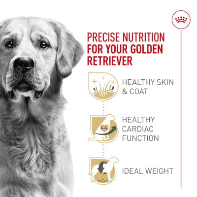 Royal Canin Breed Health Nutrition Golden Retriever Adult Dry Dog