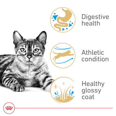 Royal Canin Feline Breed Nutrition Bengal Adult Dry Cat Food
