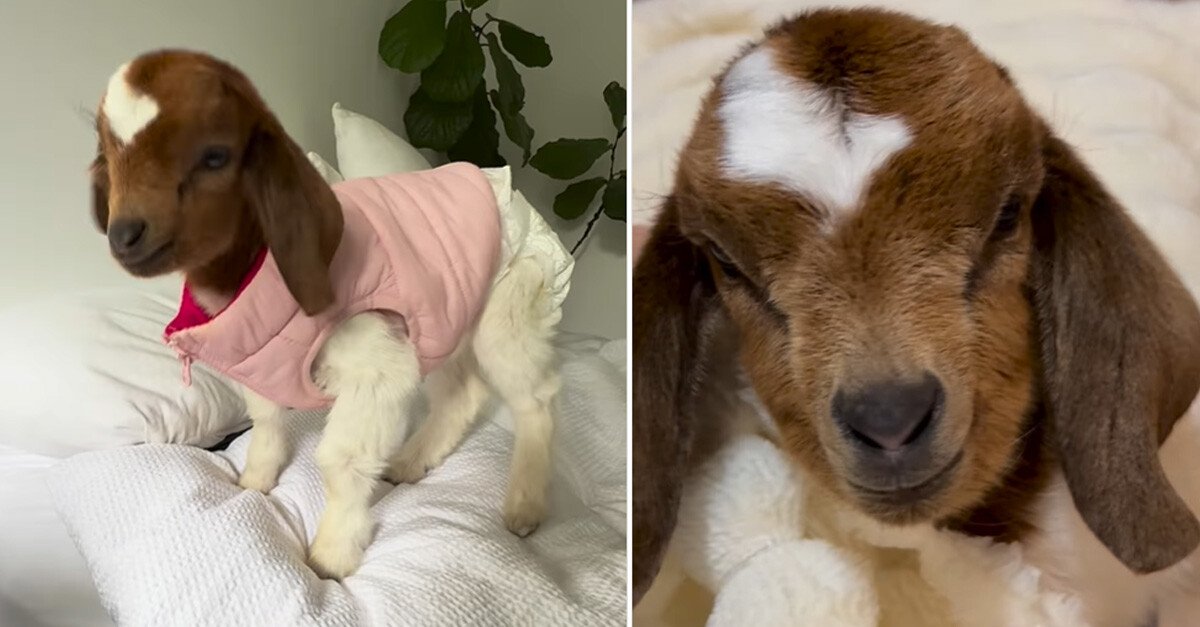 オーストラリア・バイロンベイ近郊で保護された赤ちゃんヤギの