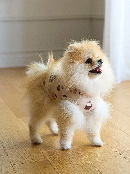 gelato pique（ジェラートピケ）【CAT&DOG】【販路限定商品】カップ