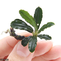 Bucephalandra sp.バンジャルバルダークグリーン(水上葉